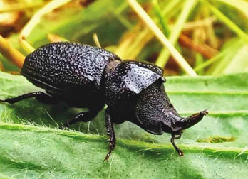 rugose stag beetle graphic